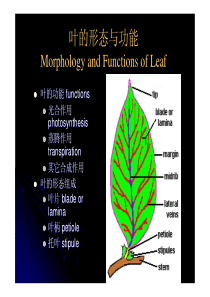 北大植物生物学课件第11讲 叶