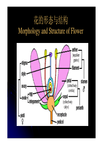 北大植物生物学课件第12讲 花