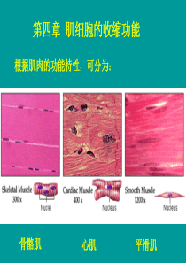 复旦生理学课件04肌细胞的收缩功能