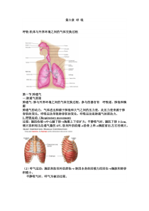 复旦生理学讲义06呼吸（上）