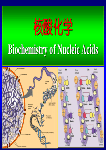 复旦生物化学课件10-核酸化学1-概述