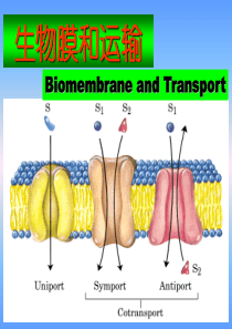 复旦生物化学课件21-生物膜和运输