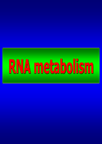 复旦生物化学分子生物学部分课件-RNA代谢