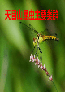 复旦生物学野外实习课件09昆虫主要类群