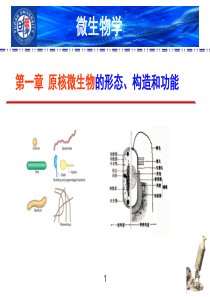 复旦微生物学课件2- 原核生物的形态、构造和功能（1）