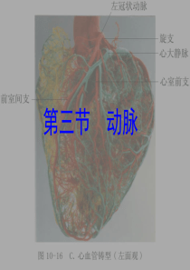 遵义医学院系统解剖学课件03脉管系统和内分泌系统-3动脉