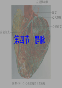 遵义医学院系统解剖学课件03脉管系统和内分泌系统-4静脉