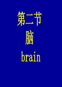 遵义医学院系统解剖学课件05神经系统-5脑干