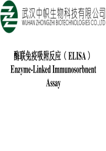 酶联免疫吸附反应(ELISA)Enzyme-LinkedImmunosorbnentAssay