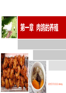 特种经济动物_肉鸽