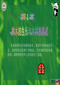 家具材料之——树木的生长与木材的形成