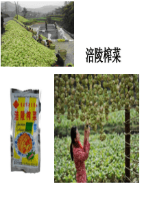 涪陵榨菜案例分析---