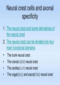 神经嵴细胞和轴突的特异性