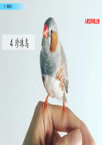 4 珍珠鸟