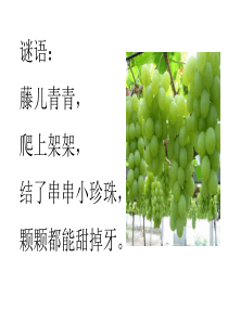 公开课《葡萄沟》PPT课件