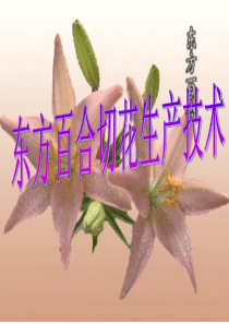 东方百合切花生产技术(上传)