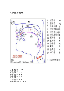 发音器官图