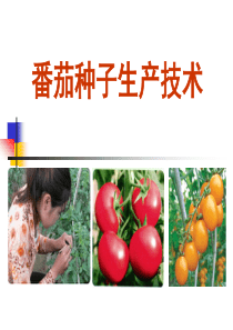 国培_番茄种子生产技术（PPT103页)