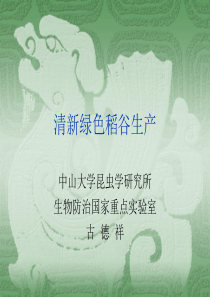 清新绿色稻谷生产