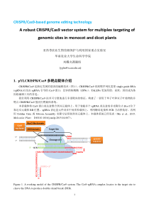 植物多靶点CRISPR-Cas9载体使用方法(2015-5-1)