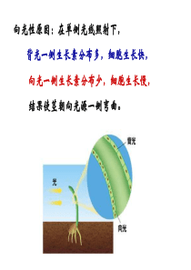 高中生物生长素的生理作用公开课课件