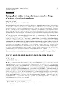 神经节内板状末梢是豚鼠食道迷走传入神经末梢的机械敏感性受体