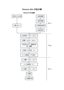 western-blot实验流程(自己整理)