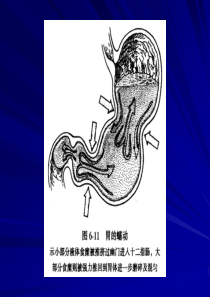 胃内容物机械刺激通过壁内神经丛或迷走-迷走反射加强胃...