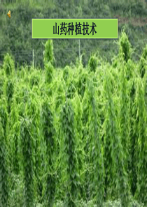 山药种植技术分析