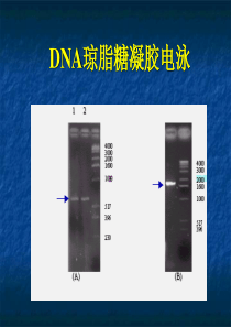 生物化学经典实验DNA琼脂糖凝胶电泳的原理、步骤、试剂配制、结果分析分析