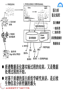 第二章--4-蛋白质鉴定技术--质谱数据分析-end-2