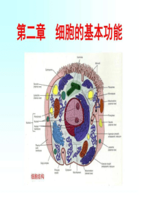 生理课件-细胞的基本功能-图文.ppt