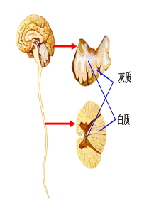 人脑的结构与功能--.