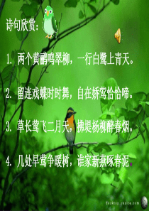 《珍珠鸟》ppt课件(正式)