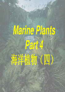 海洋植物(4)