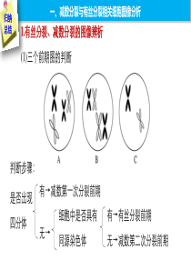 减数分裂和有丝分裂图像和曲线图总结