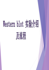 western-blot-详解