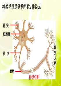 通过神经系统的调节