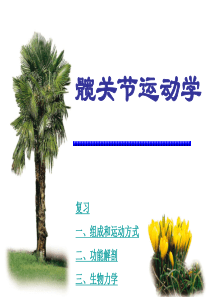 髋关节运动学