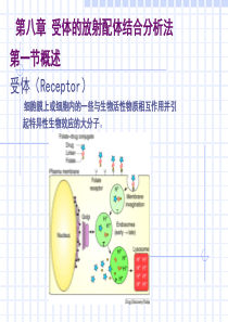 受体的放射配体结合分析法