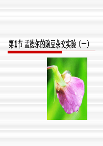 孟德尔的豌豆杂交实验一(公开课)