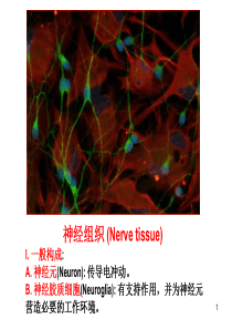 神经组织-甘肃广播电视大学