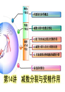 减数分裂--人教版一轮复习课件