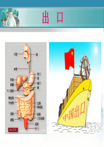 肛肠病总论-教学课件