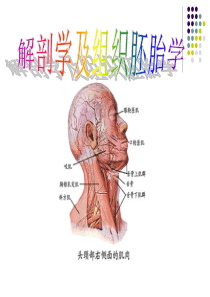 解剖学-第三章-运动系统(肌)ppt资料