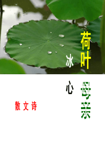 《荷叶母亲》公开课课件