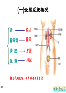 幼儿卫生与保健排泄系统与内分泌系统