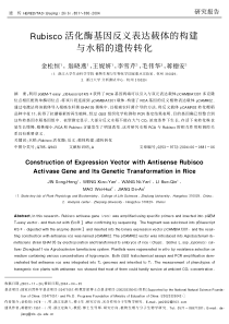 Rubisco活化酶基因反义表达载体的构建与水稻的遗传转化