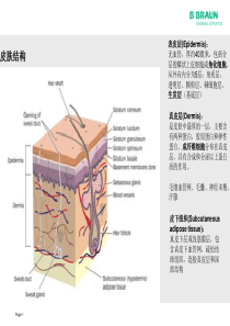 伤口及伤口治疗的生理病理知识