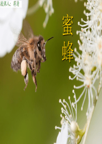 人教版三年级语文上册《蜜蜂》课件